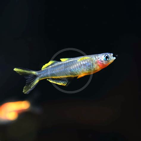 furcata blue eyed fish